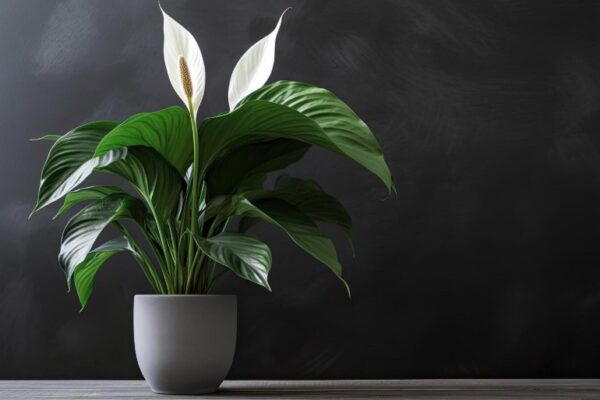 spathiphyllum