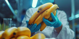 Lab-Banana